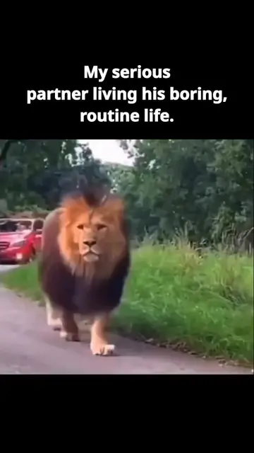 Routine is great until an ADHD partner arrives with enough energy to power a small city. We really do turn a boring walk into a full party without even trying 😂✨ Is your partner more like the lion or the dog? Follow @adhdviibes for more 💗 ------------------------------------------ ADHD brain? We've got you. Take the first step with the free ADHD Traits Quiz — link in bio 💙 ------------------------------------------ #adhd #adhdmemes #adhdmeme #adhdbrain #adhdlife #adhdstruggles #adhdchaos #adhdfunny #adhdawareness #adhdmoment #adhdthings #adhdnights #adhdhyperfocus #adhdcommunication #neurospicyfamily #adhdhousehold #familieswithadhd #adhdcouple #neurospicy #adhdenergy #couplehumor